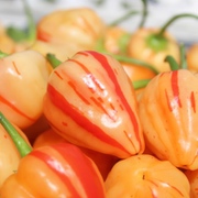 verschiedene reife Chili verschiedene reife Chili